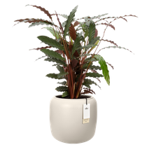 amber beads small 40cm bianco lino